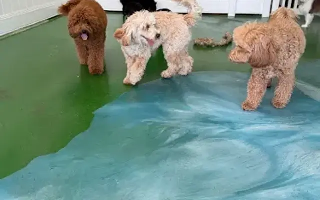 Paw Haven in Sherman Oaks, CA