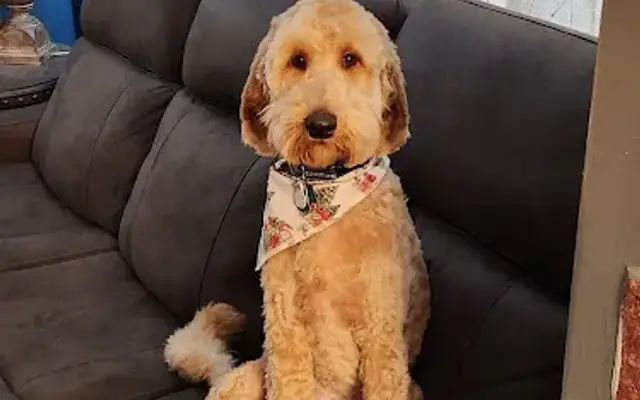 Doggone Grooming in Middleville, MI
