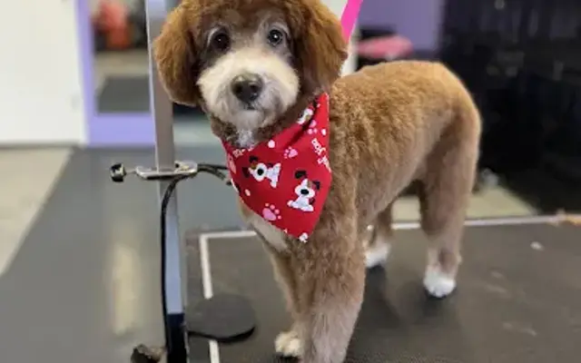 Diamond Paws Grooming in Streetsboro, OH