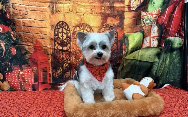 Donna`s Doggy Dooz LLC in Wellington, FL
