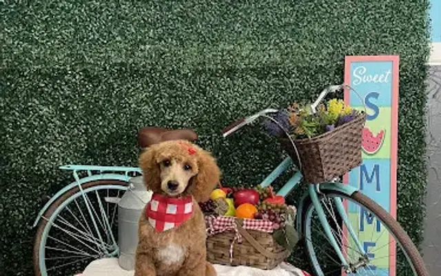 The Puppy Parlor in London, KY