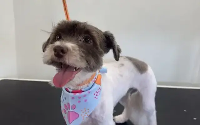 Bark Street Mobile Grooming in Glendale, AZ
