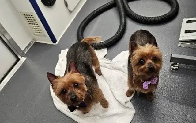 Pet Suds in Dover, NH