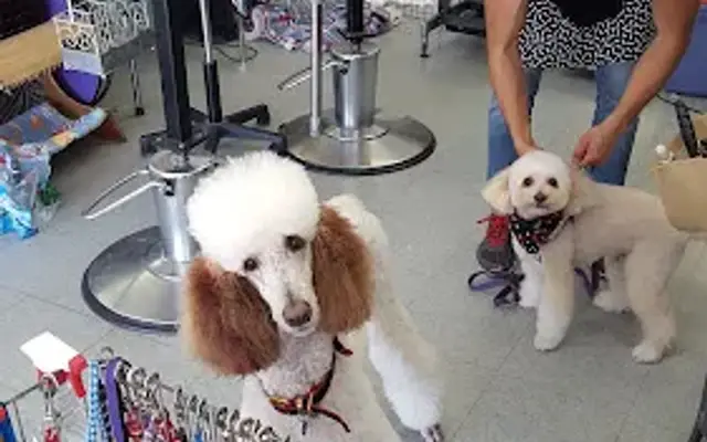 K M Dog Grooming in Chula Vista, CA