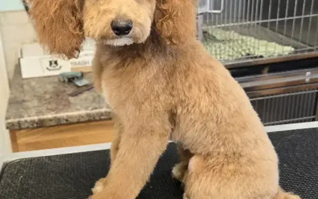 Wag N' Wash llc. Grooming in Lancaster, WI
