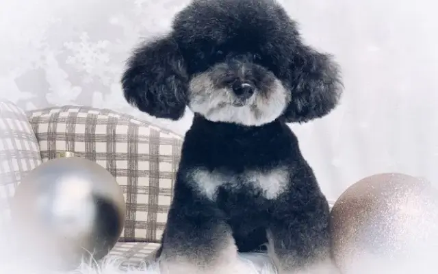 Shear Magic Pet Groom & Grocery in Maitland, FL