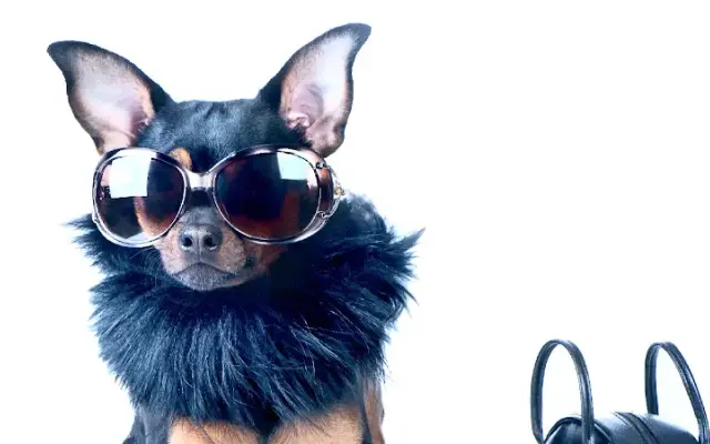 Just 4 Dogs Pet Salon Sodo in Orlando, FL