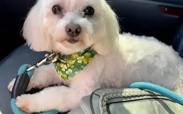 Jen Dog Grooming in Elloree, SC