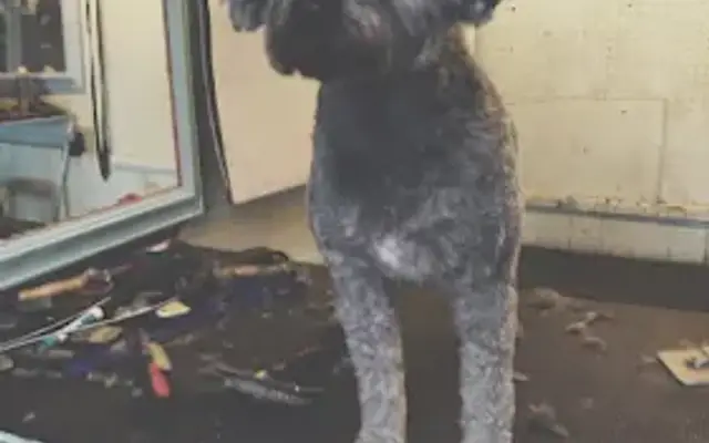 care now dog grooming in Tucson, AZ