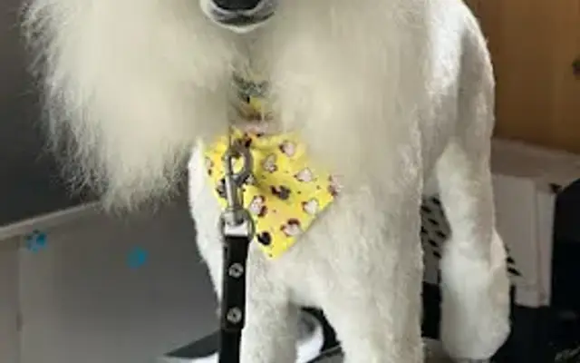 Furry Paws Dog Grooming in Cary, IL