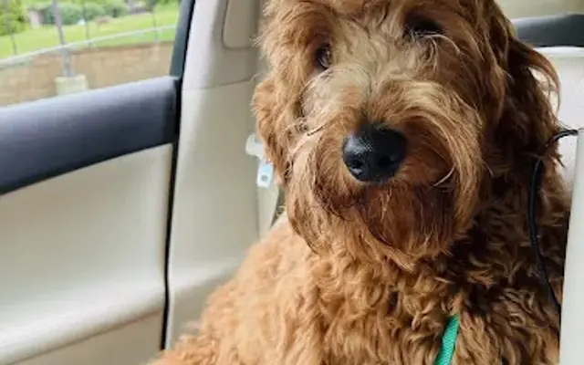 Roxie Doodle in Lenoir City, TN