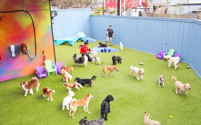 The Best Little Dog House In Texas in Houston, TX