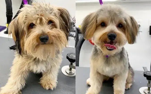KeepPup Mobile Grooming Spa Inc. in Centreville, MD