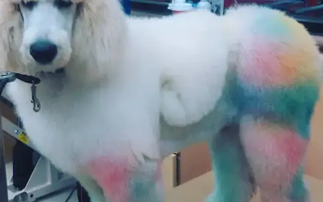 Grooming By Dominique in Hallsville, TX