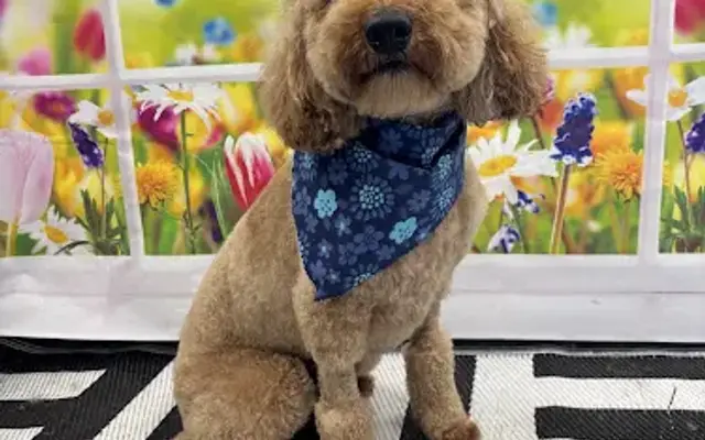 Finn’s Doggy Day Spaw in Salisbury, MA