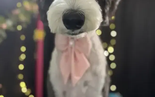 Coatology Pet Studio LLC in Goodyear, AZ