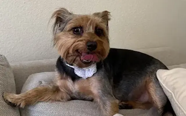 Moises Mobile Grooming in Newhall, CA