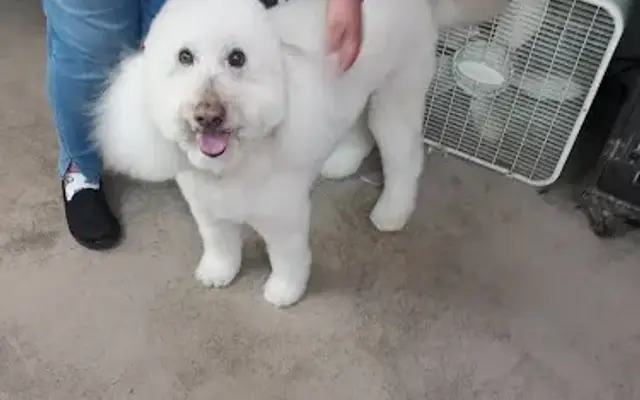 Treasure Coast Pet Grooming in Jensen Beach, FL