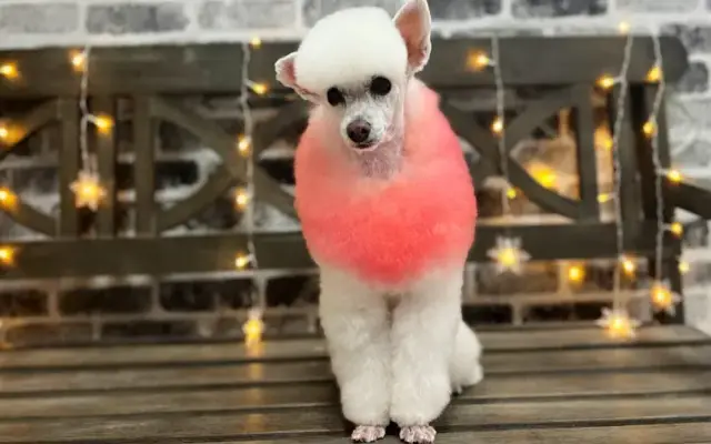 Love Paws - Pet Grooming & Services in Staten Island, NY