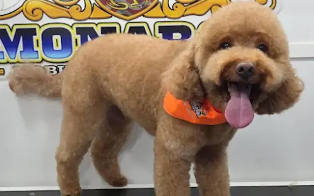Monarca Mobile Pet Grooming in Parkland, FL