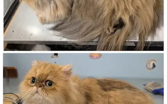 Right Meow Grooming in Arcadia, CA