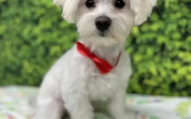 Beautiful Creatures Pet Grooming in Glade Valley, NC