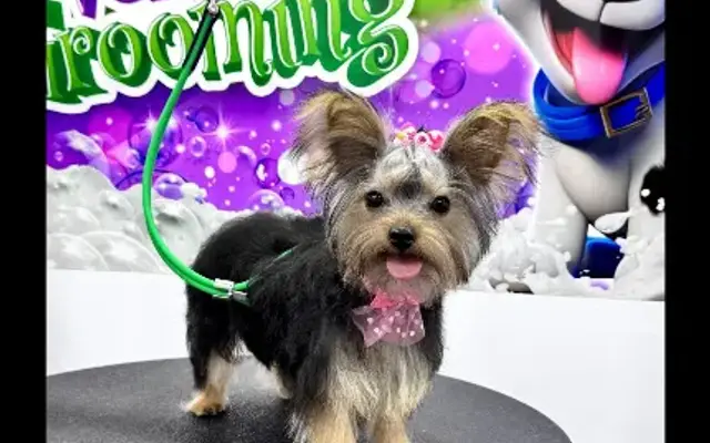 Velvet Grooming LLC in Wellington, FL