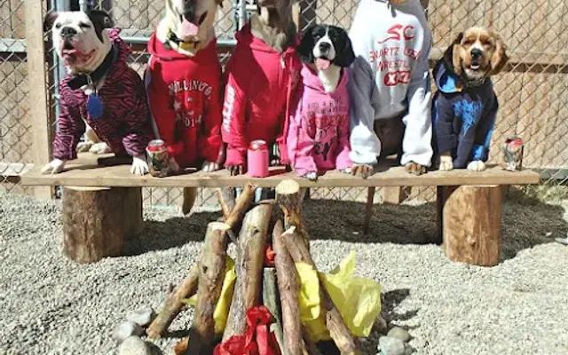 Flying A Canine Ranch in Metamora, MI