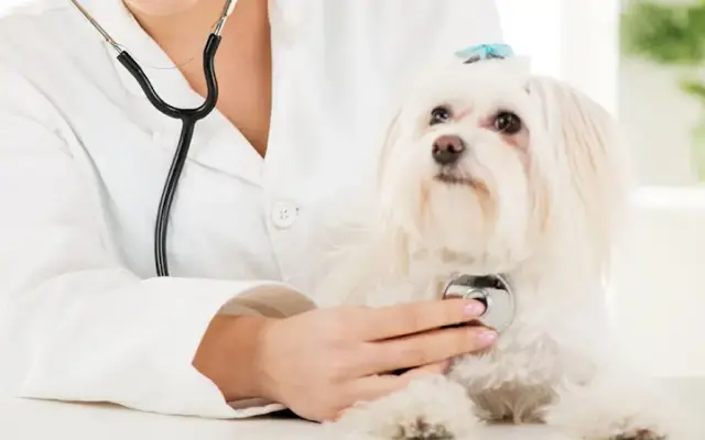 Spokane Valley Animal Hospital & Health Center in Spokane Valley, WA