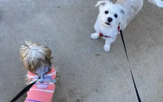 Canine Coiffures in Phoenix, AZ