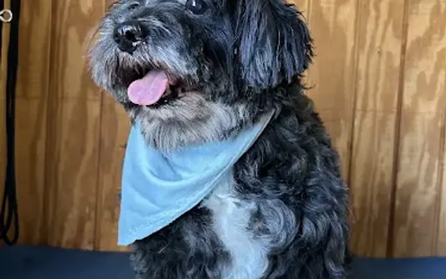 Ghoul’s Grooming in Phoenix, AZ