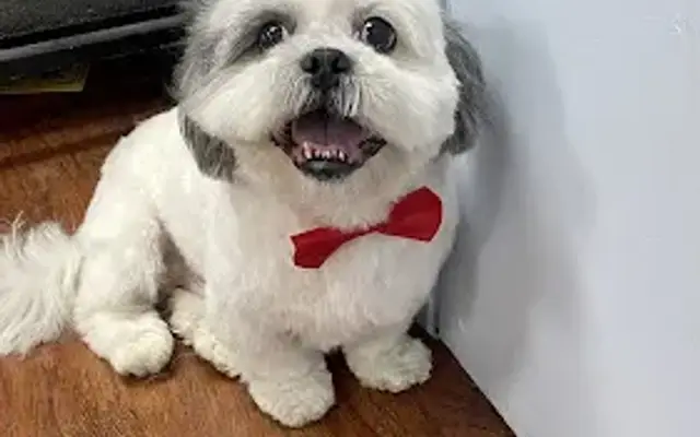 Valentine’s Dog Grooming in Los Angeles, CA