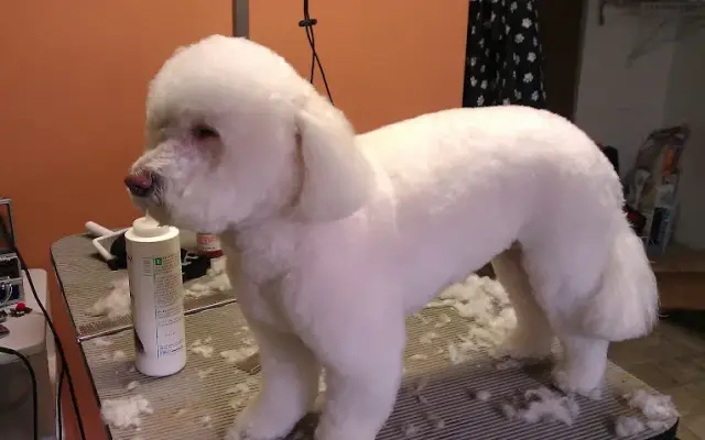 Crazy Cats Dirty Dogs Mobile Pet Grooming in Wilmington, DE