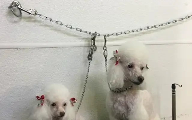 Pars Grooming in Woodland Hills, CA