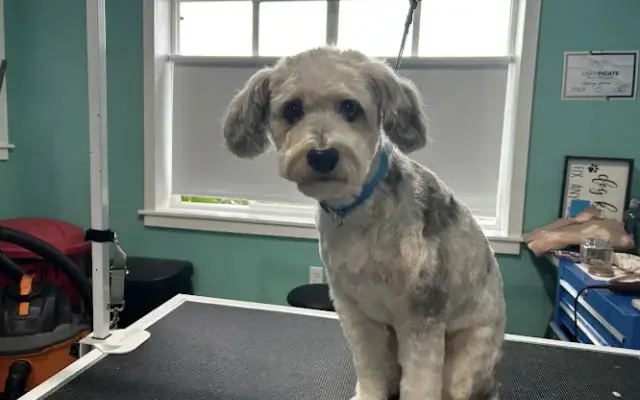 WhitWoofs Dog Grooming in Puyallup, WA
