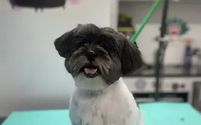 Fluffy By Nature Pet Grooming in Mira Loma, CA