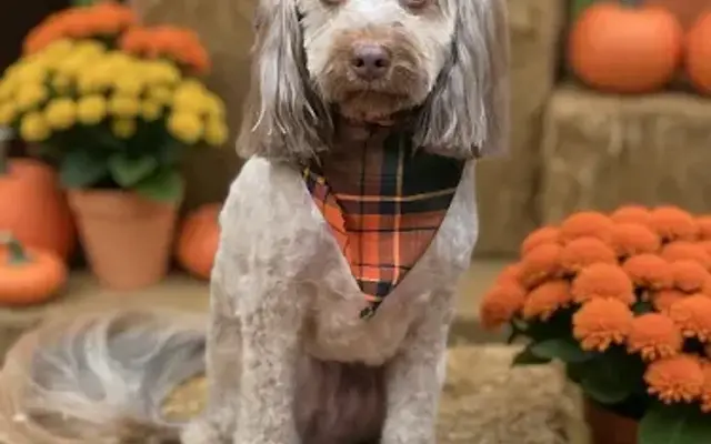 Wags and Whiskers Grooming LLC in Benton, LA