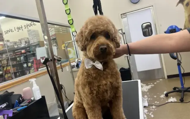 Pet Supplies Plus Short Hills Grooming in Short Hills, NJ