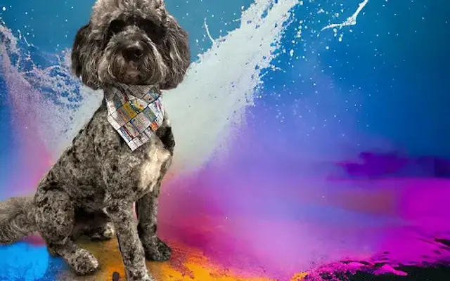 Katy’s Pet Grooming in Trion, GA