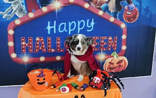 Nikki's pet grooming in Cartersville, GA