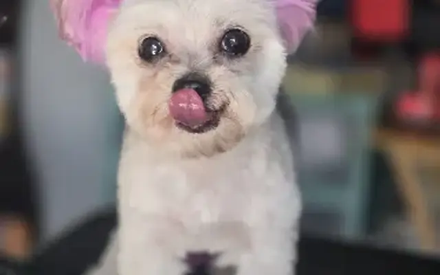 Little Boss Grooming in Aurora, CO