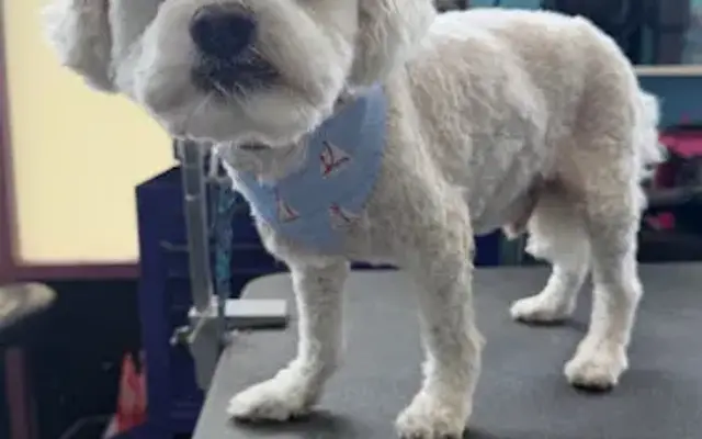 All About Puppies in La Mirada, CA