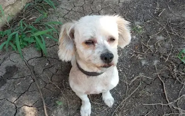 Paty's Pet Grooming Shoppe in Schertz, TX