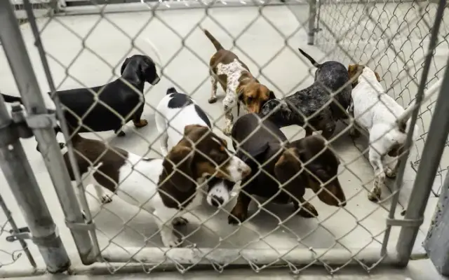 Foothill Boarding & Grooming in Oroville, CA