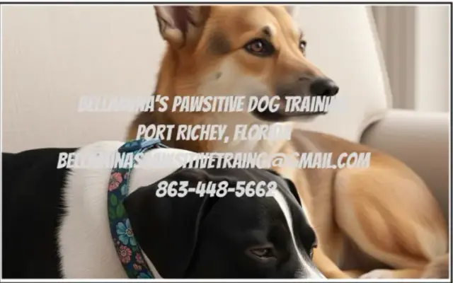 Bellamina’s PAWsitive Dog Training in Port Richey, FL