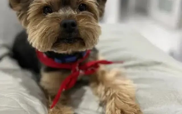 Patas de Lujo - Mobile Dog Grooming, Pet Sitting in Miami, FL