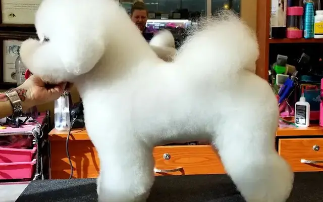 Amber's Academy of Pet Styling in Corona, CA