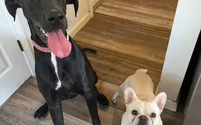 South Coast Canine - Training, Day Care, Boarding, and Grooming in Spanish Fort, AL