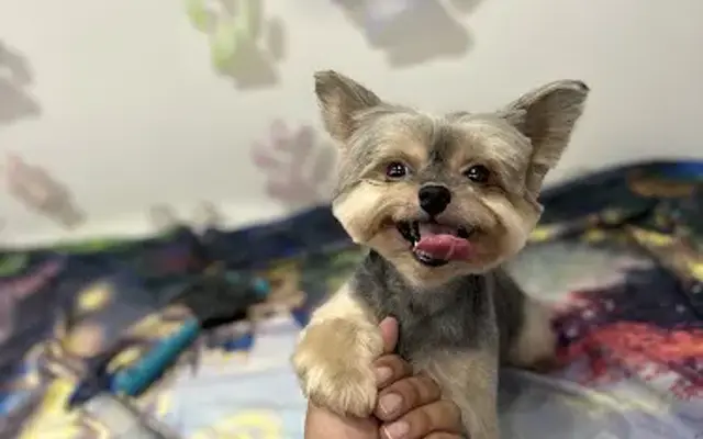 Rivas pet grooming - mobile Service in Houston, TX