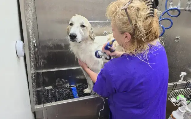 All Creatures Grooming & Wellness in Mountain Home, AR
